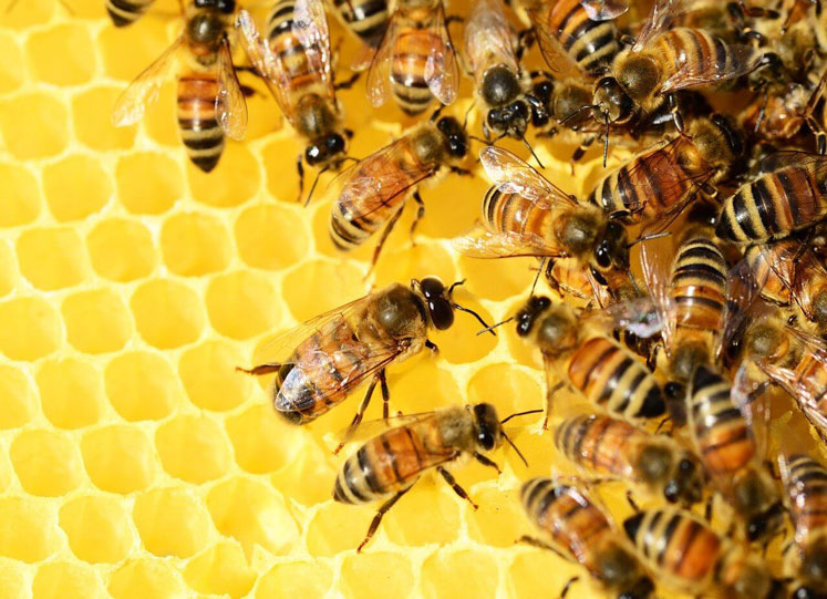 Una “casa delle api” realizzata dalle persone dell’ANFFAS Cremona